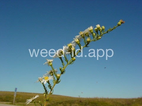 aster, white prairie